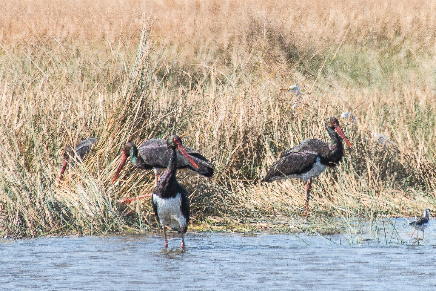 Cigognes noires (Black storks, Ciconia nigra), adultes hivernant prés du marigot de Koutal en Décembre 2016, Région de Kaolack, Sénégal. 